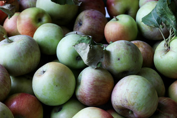 organic fresh natural apple fruits