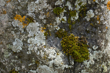 lichen on rock