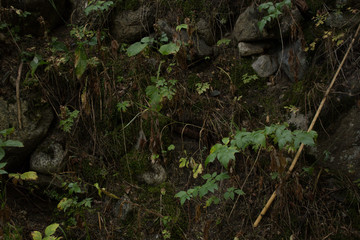 stream in the forest