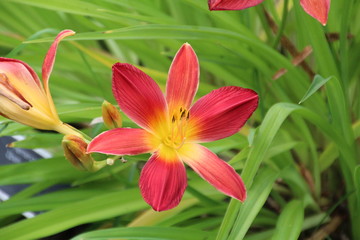 Lily In Bloom, U of A Botanic Gardens, Devon, Alberta