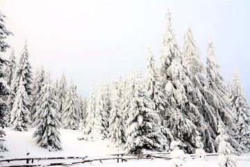 a beautiful winter landscape with pine forest covered with snow