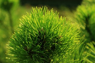 Cropped Shot Of Pine Branch, blurred background. Abstract Nature Background. Trees, Nature, Christmas Concept.