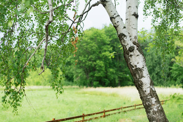 Beautiful Russian tree against the background of the field and the forest. Young birch in a wooden fence. Landscape outside the city. Pacification in old age