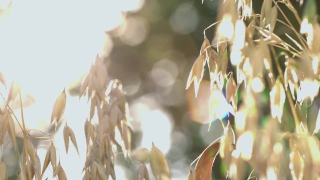 Growing oats in rays of sunlight.  Close-up. Vertical (from bottom to top) pan..