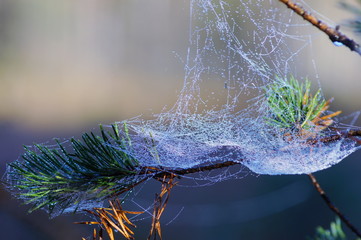 On spruce branch web. Early morning. On the threads of the web drops of dew.