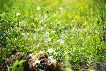 green grass and flowers