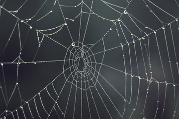 Cobweb - drops of morning dew on a spider web in fog, blurred background