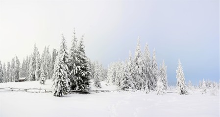 a field with sparse pine in winter