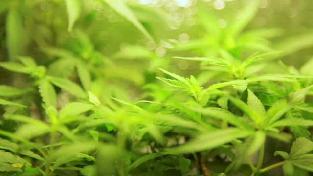 Gren kus leaves on a wind,