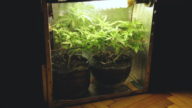 Marihuana in a growbox slowly waiting for a harvest.