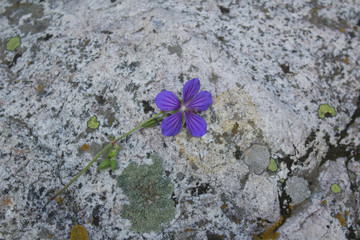 blue flowers on stone