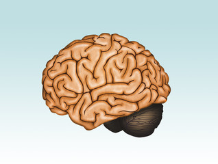 illustration of the brain
