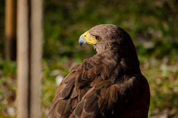 Aguila Real