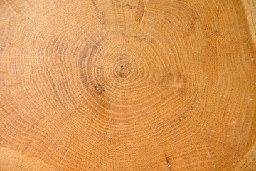 tree trunk cross section, Slice pine tree. Wooden background. Close up