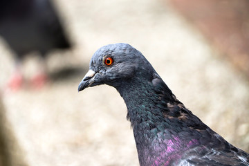 UK Town Pigeon