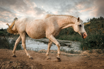 Arabian horse at sunset