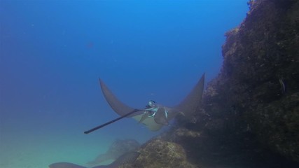 Eagle Ray Stingrays Or White Spotted Sea Rays. Close Up Of Spotted Eagle Rays Swimming & Gliding In Deep Blue Sea Over Sand Sea Floor. Under water Close Up Of Australian Rays Marine Life