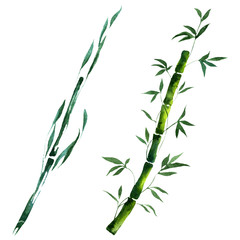 Bamboo green leaves and stalks. Watercolor background illustration set. Isolated bamboo illustration element.