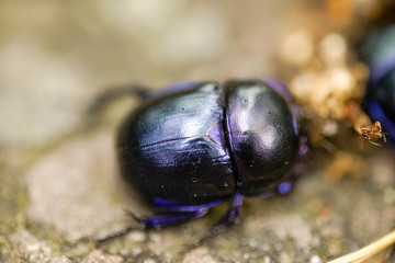 Anoplotrupes stercorosus, Waldmistkäfer, Mistkäfer, Nahaufnahme