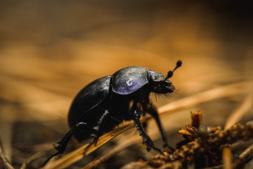 Anoplotrupes stercorosus, Waldmistkäfer, Mistkäfer, Nahaufnahme