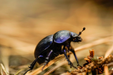 Anoplotrupes stercorosus, Waldmistkäfer, Mistkäfer, Nahaufnahme