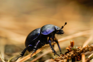 Anoplotrupes stercorosus, Waldmistkäfer, Mistkäfer