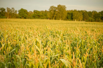 Maisfeld, weizenfeld, Ernte, erntefeld, Natur, Acker