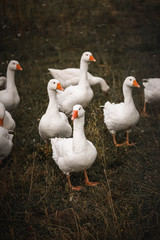 Gans, Gänse, vögel, Hintergrundbild, Rasen, Rasse, Schnabel, Gras, Zucht