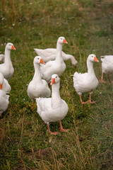 Gans, Gänse, vögel, Hintergrundbild, Rasen, Rasse, Schnabel, Gras, Zucht