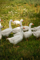 Gans, Gänse, vögel, Hintergrundbild, Rasen, Rasse, Schnabel, Gras, Zucht