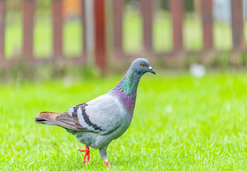 Beautiful grey doveon on the green grass