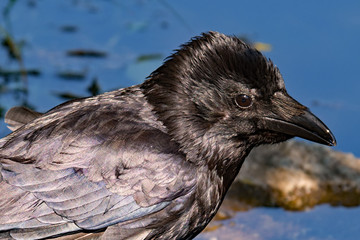 Black raven at the banks of a lake in Darmstadt, Hesse, Germany