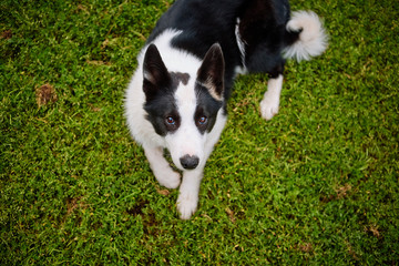 black and white pooch from a dog shelter is lying on its back on the grass, playing with the owner. raising a puppy. take the puppy from the animal shelter. make a friend.