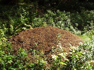 anthill in the forest in summer