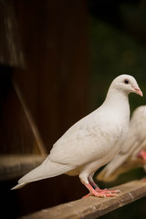 Taube, Weiße Taube, Vogel, Weiß, 