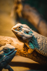 Eidechse, Hintergrundbild, Textur, Haut, Leder, Warm, Langsam, Kopf, Makro, Füße