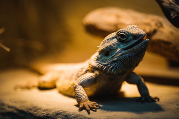 Eidechse, Hintergrundbild, Textur, Haut, Leder, Warm, Langsam, Kopf, Makro, Füße