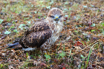 Chick Milvus migrans close-up. He still does not know how to fly, but is not afraid of anything and allows him to come close to himself.