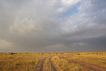 Fototapeta premium Herd of Wildebeest in Kenya