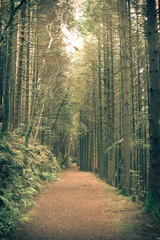 Woodland Forest path
