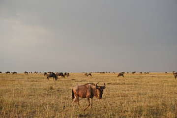 Naklejka na ściany i meble Herd of Wildebeest in Kenya