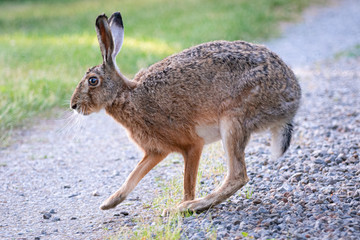 Rabbit in the grass 