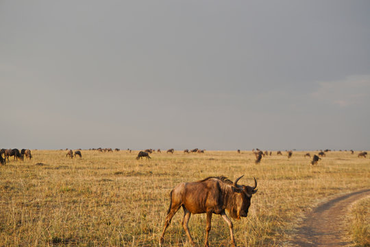 Herd of Wildebeest in Kenya