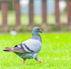 Beautiful grey doveon on the green grass
