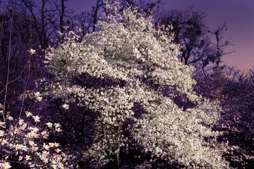 Magnolia tree blossoms on a blue sky background at night.