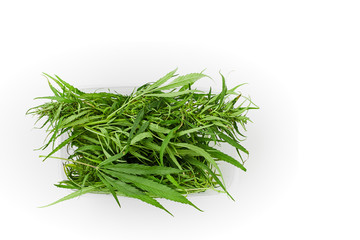 Lots of green leaves and cannabis herb marijuana in a plastic container isolated on white background.