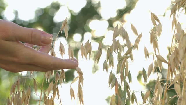 Growing oats. Slow motion.  Female hand touches grains of oats.  Close-up. Vertical (from bottom to top) pan.
