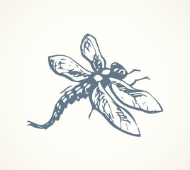 Dragonfly. Vector drawing