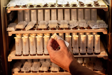 Close up of beekeeper hands, holds cell curlers for the withdrawal of the queen bee. Details of beekeeping