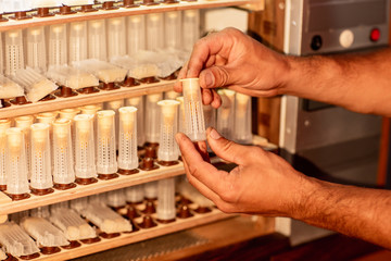 Close up of beekeeper hands, holds cell curlers for the withdrawal of the queen bee. Details of beekeeping